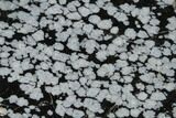 Polished Snowflake Obsidian Slab - Utah #114208-1